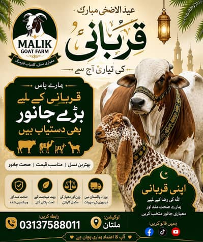 Bakra/Desi Goat/Breeder Bakra/Qurbani Goats/Qurbani Bakra/
