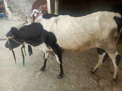 گائیں قربانی کے لیے