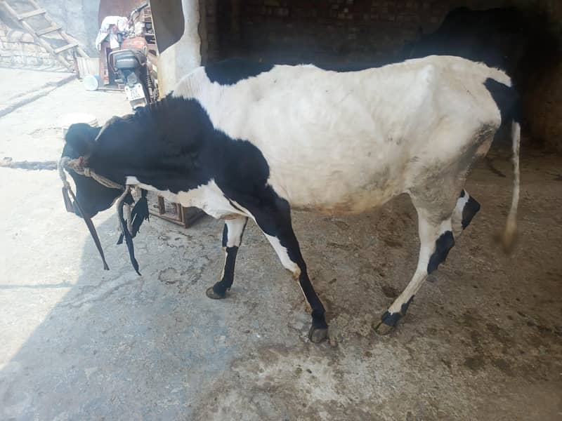 گائیں قربانی کے لیے 1