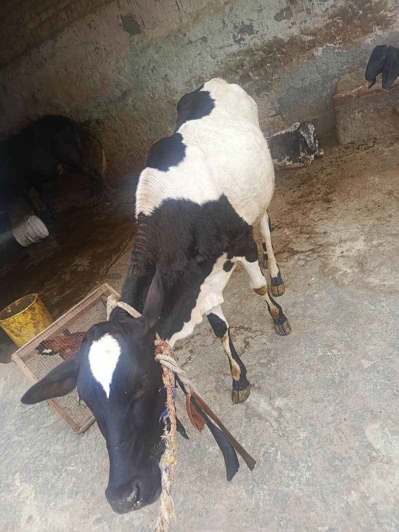 گائیں قربانی کے لیے 2