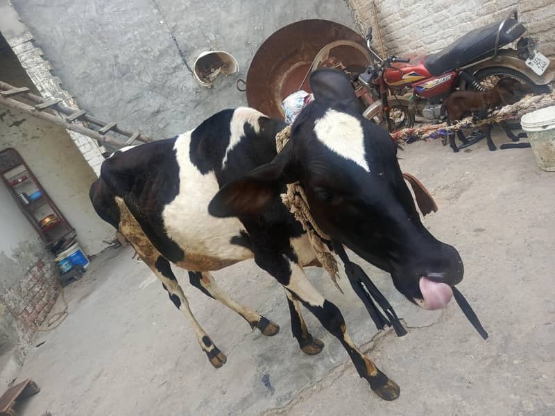 گائیں قربانی کے لیے 4