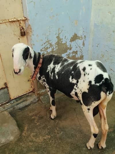 2dand ka dumba khobsurt aur Active