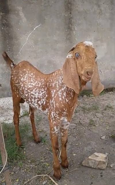 Male Makki Cheena