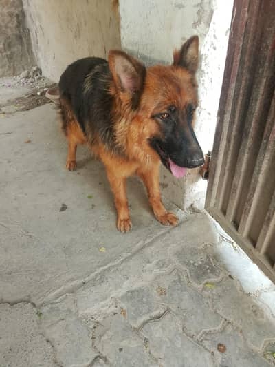 German shepherd female long coated