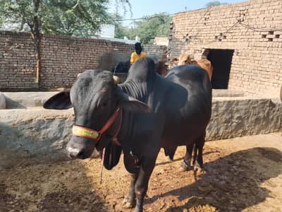 Khaniwal  31/10/R