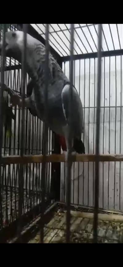 African grey parrot femal for sal hain