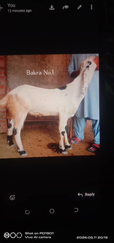 Bakra Bakery for sale