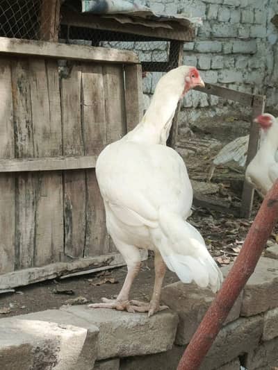 high quality Heera Madi and chicks available 03459843292
