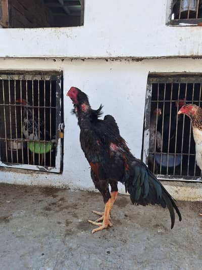 pure Shamo eggs and chicks