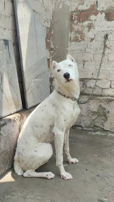 DOGO ARGENTINO IN ODD EYES PURE MALE AVAILABLE FOR SALE