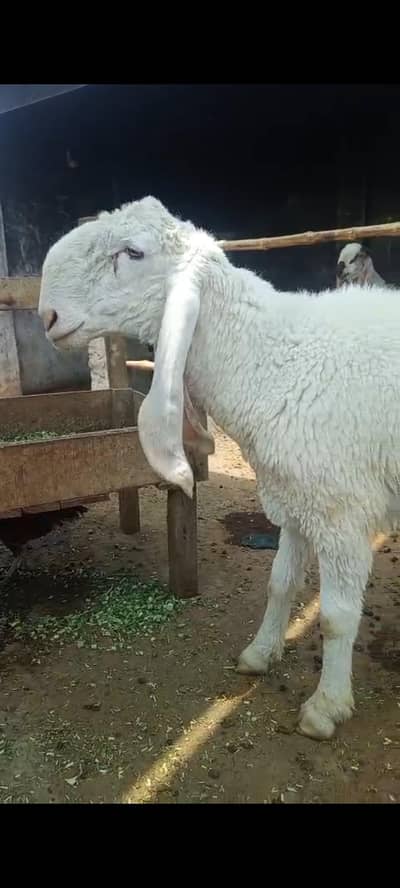 kajla dumba sheep 