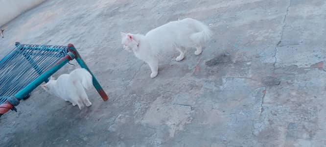 Female Cat 10 din ki cross Hoi  Available for sale