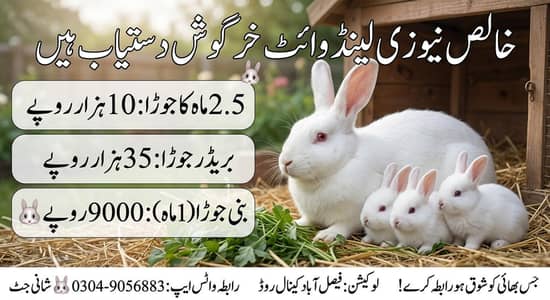 Newzland white Rabbit for sell