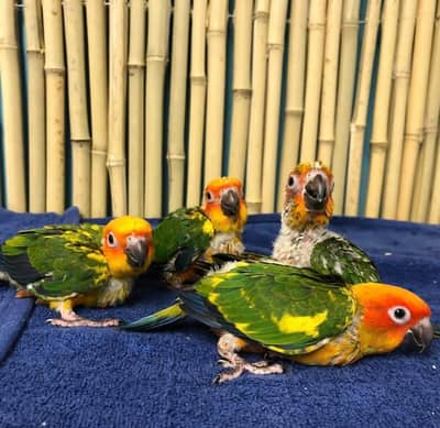 red factor sun conore paroots chicks