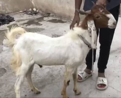 Goats available for Qurbani 2k26