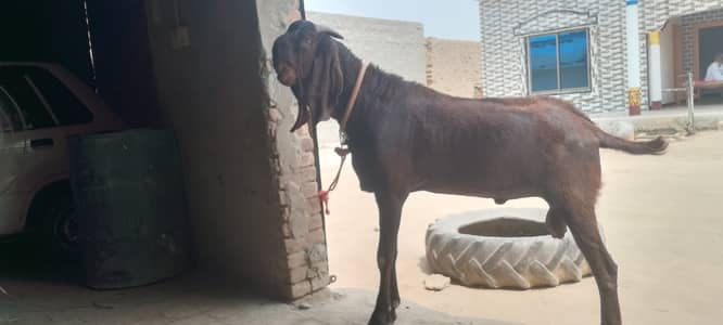 Qurbani Bakra for Sale
