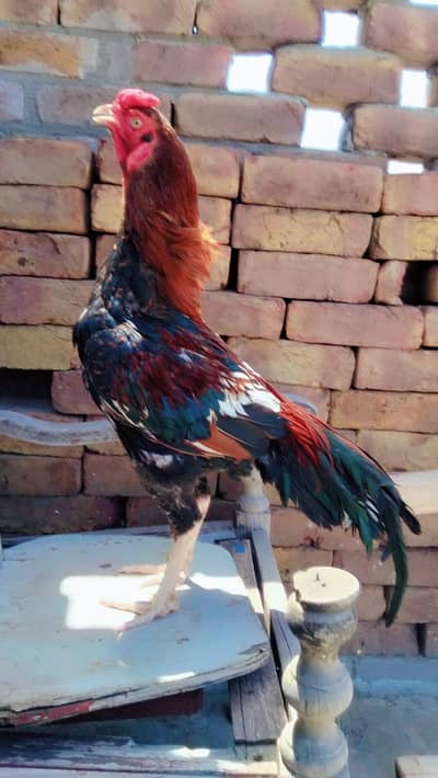 Aseel Sindhi roster for sale