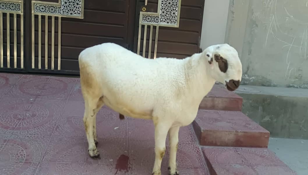 goats 1