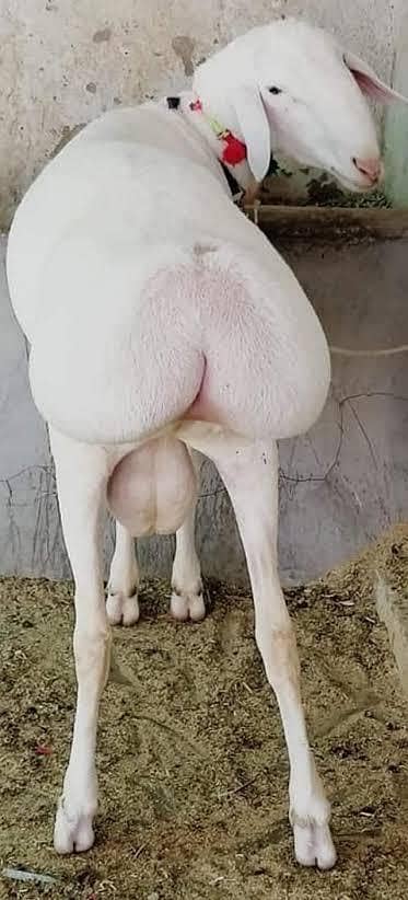 turkey dumba male  خوبصورت