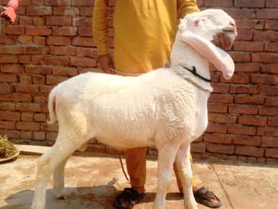 Goat | Sheep | Bkra | Kjla | Mundra Chtra | Bkri | Qurbani Sheep