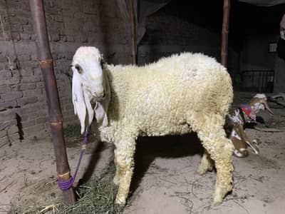 Qurbani 2026