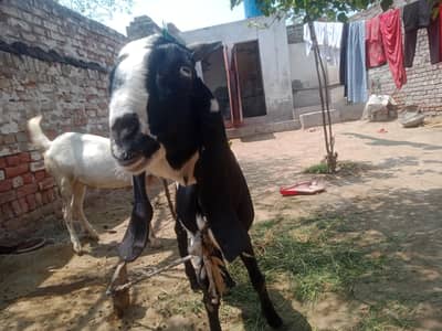 Qurbani ke lie Bakra