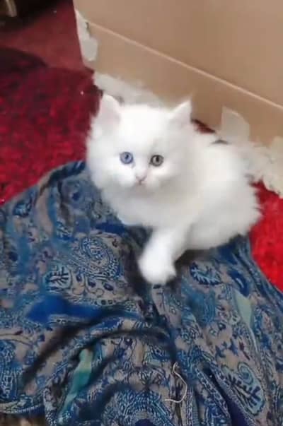 white cat