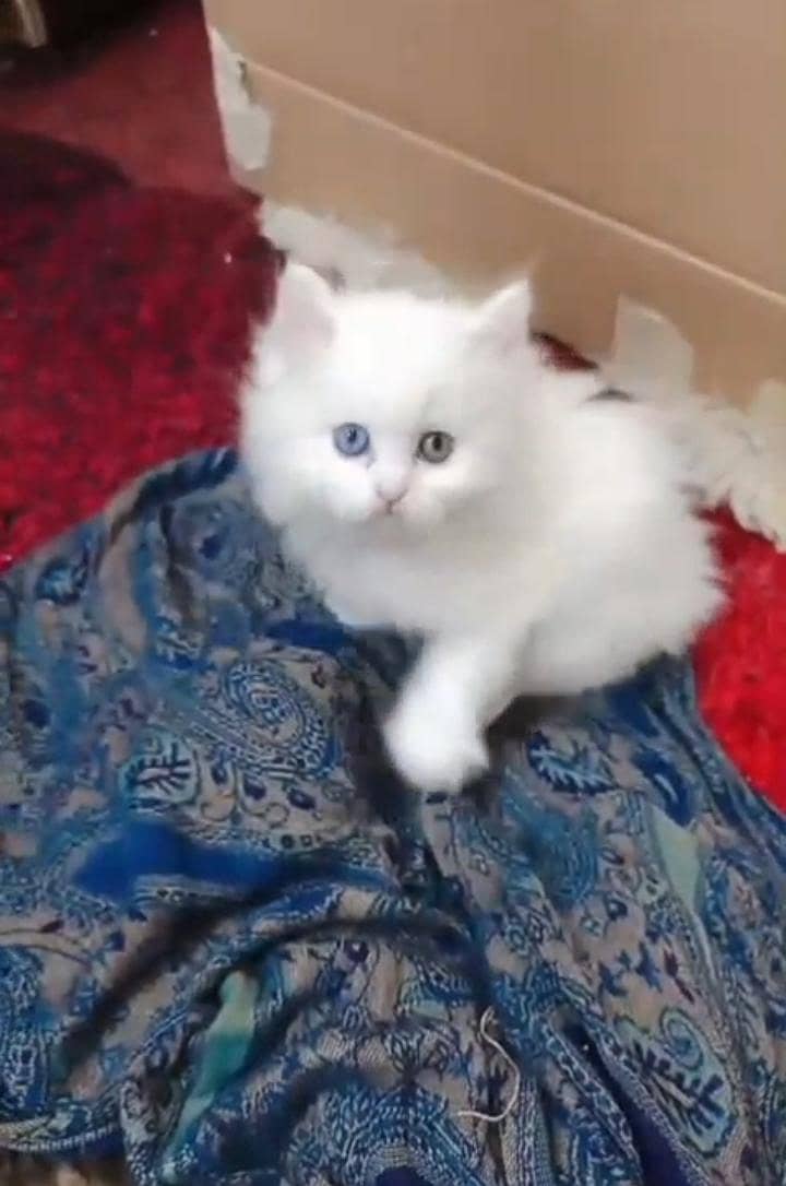 white cat 0