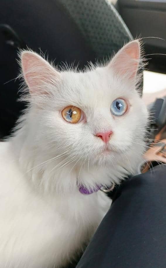 white cat 1