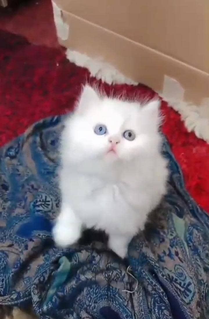 white cat 2