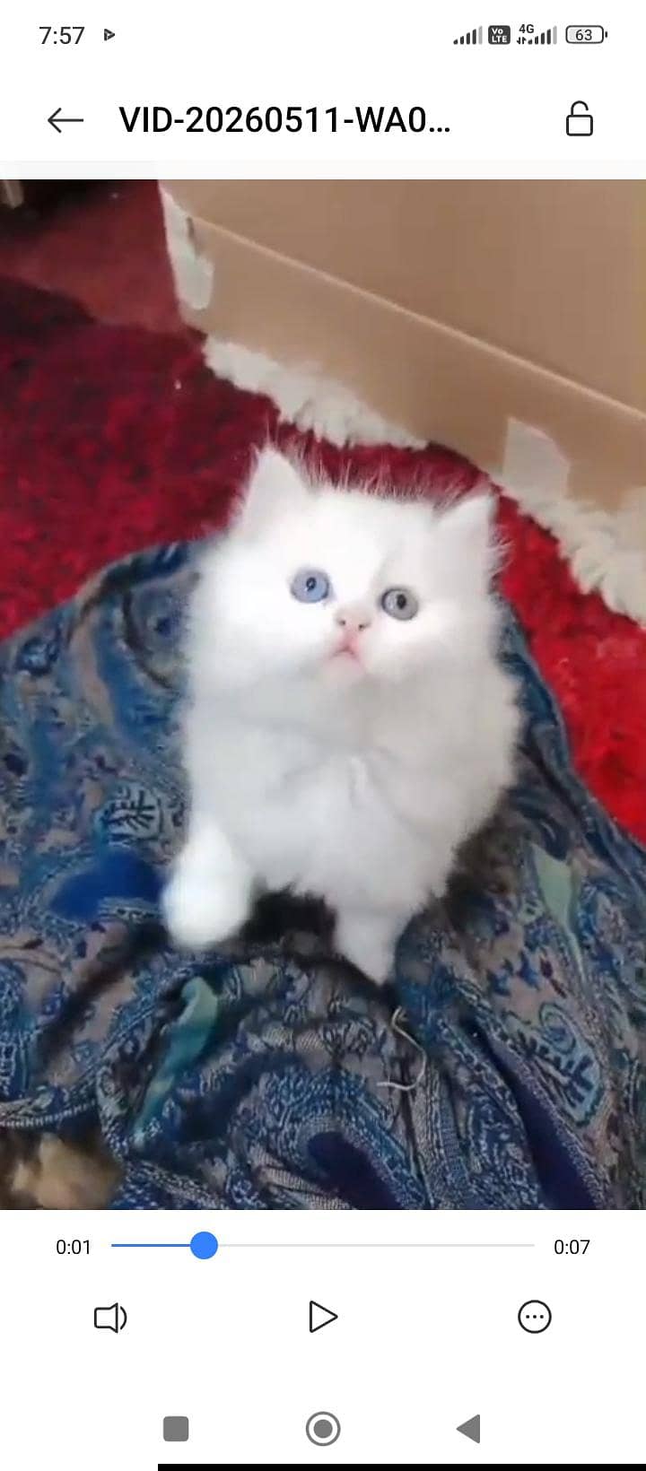 white cat 3