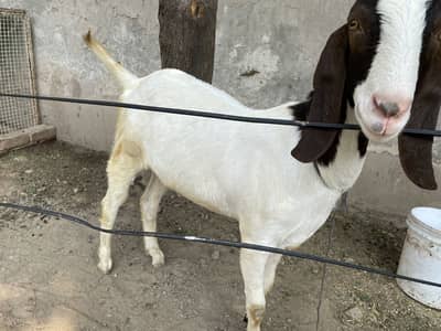 Donda bakra for sale