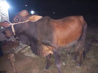 bull for sale wacha for sale