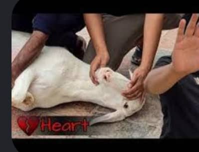 Bakra (Eid pe Bakra zebah )