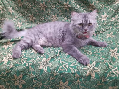Persian cat double coated is for sale just 9 month years old baby