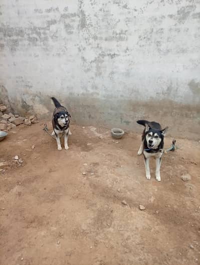 husky dog