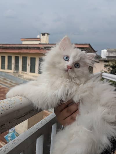 kitten for sale
