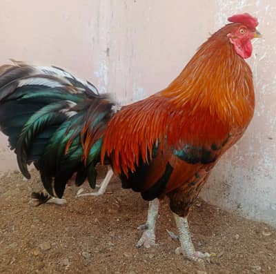 dam dama aseel murgha