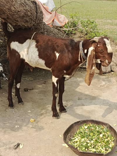 bakra qurbani MashAllah beautiful & chatray available