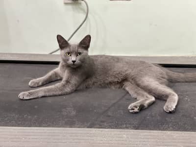Russian Blue mix female cat