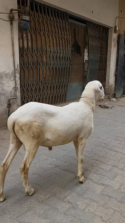 mundra chatra 2 dant