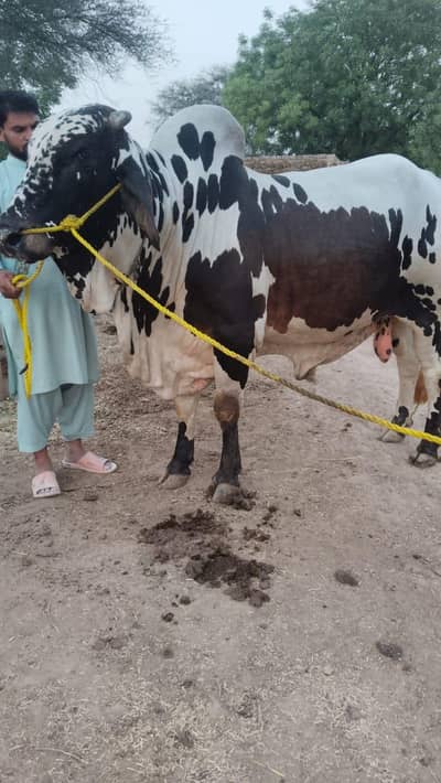 Qurbani Bull