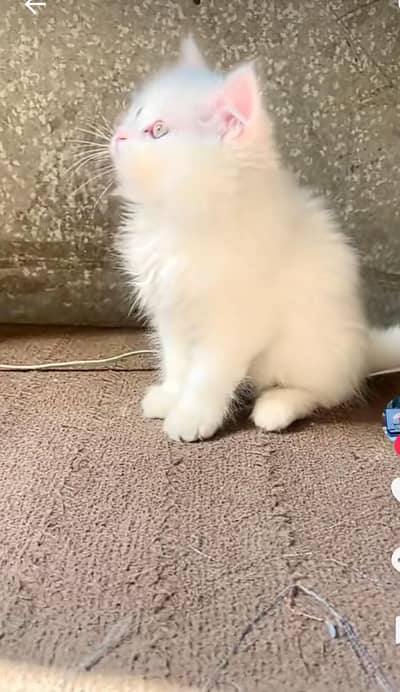Persian cat triple cod for sale,my WhatsApp 03464644037