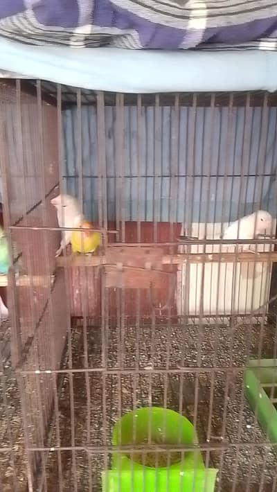 Lovebirds breeder pair for sell 0312/496/21/95 call or watsp