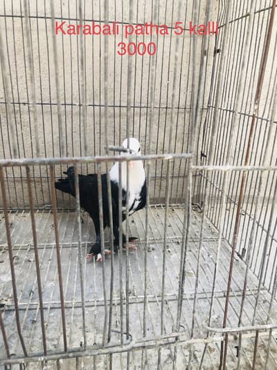 Karbalai and other breed for sale  wattssapp 03043763035