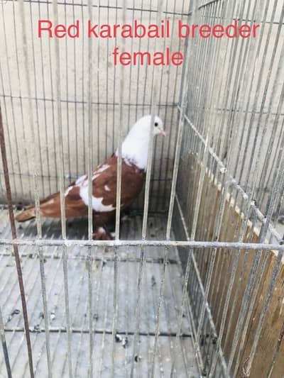 Karbalai and other breed for sale  wattssapp 03043763035