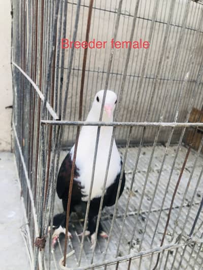 Karbalai and other breed for sale  wattssapp 03043763035