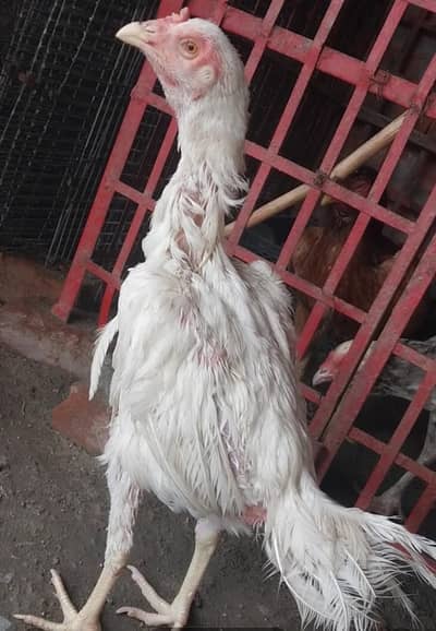 Puns aseel,  shamoo aseel,  turkishint aseel ,aseels hens