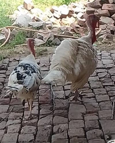 breeder turky pair