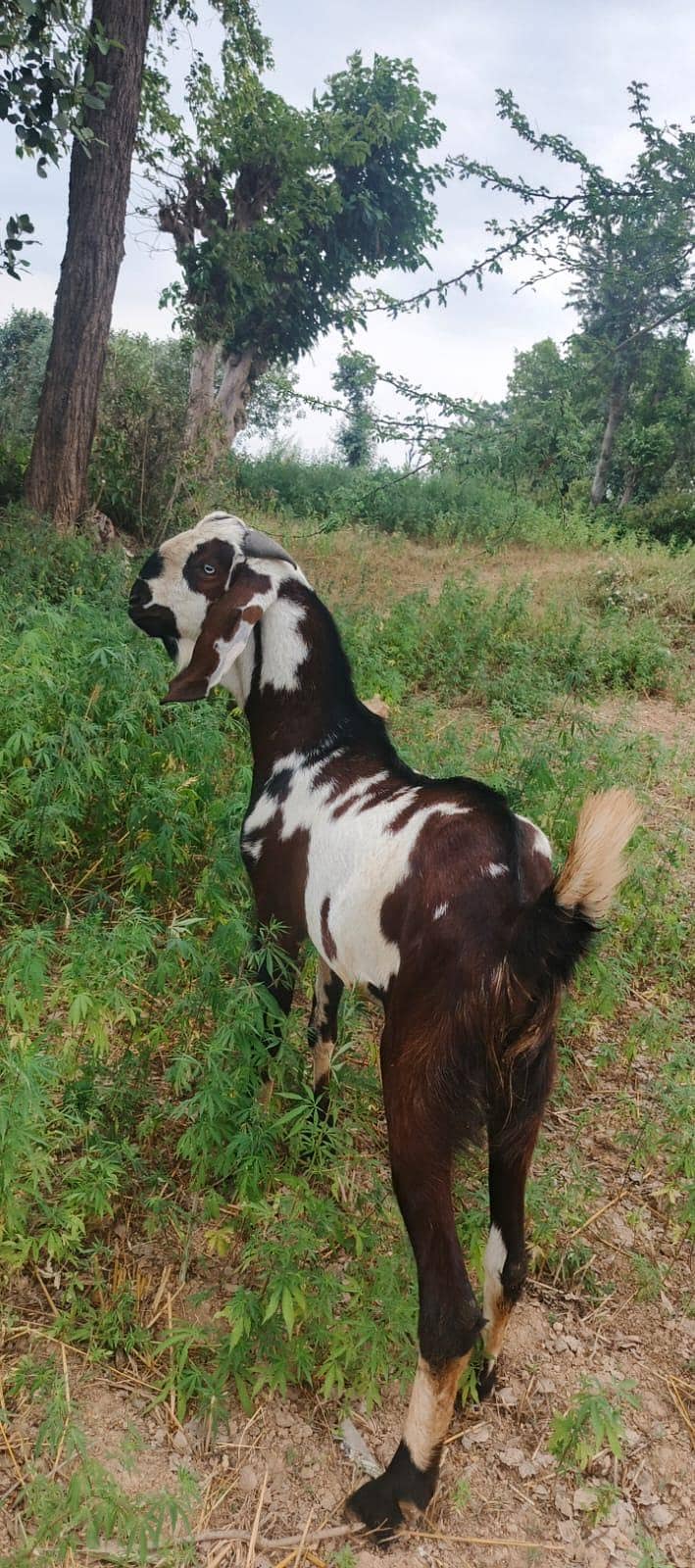 bakra 0